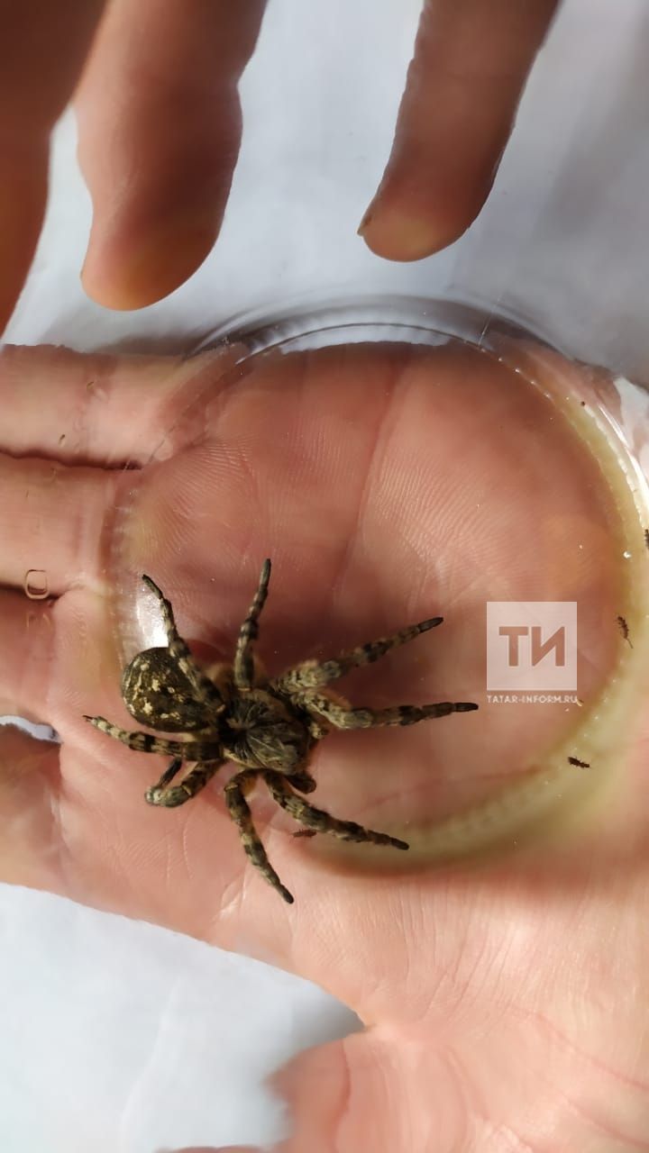 Большие пауки появились в Татарстане