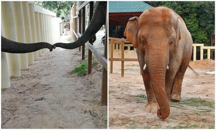Шер спасла несчастного слона