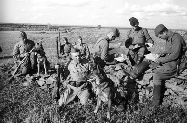 Собаки наравне с солдатами приняли последний бой