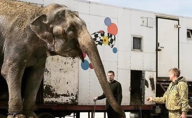 Зубков: казанским слонам искалечили психику