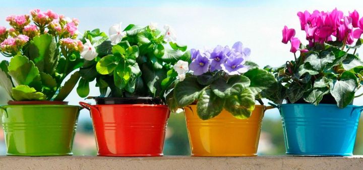 25 комнатных растений, которые принесут счастье в дом