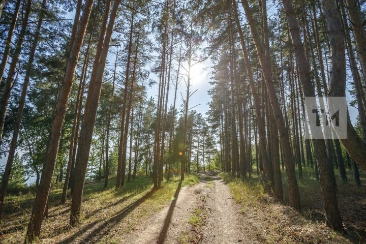 Эко-акция «Чистые леса Татарстана»