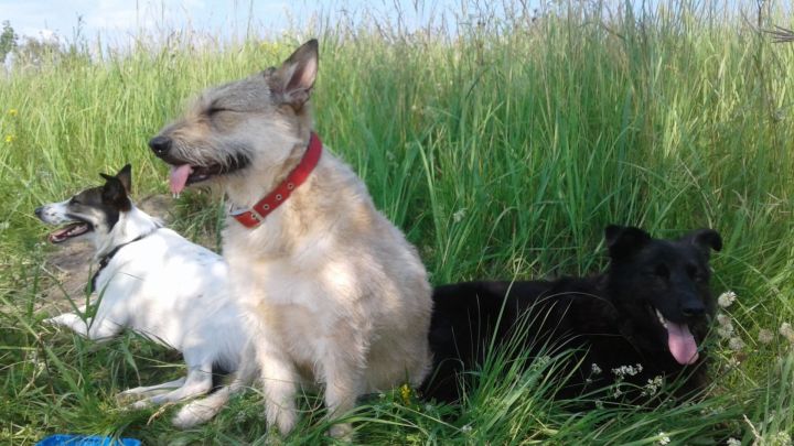 В Татарстане откроют новые площадки для выгула собак